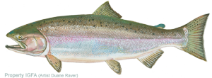 salmon_chinook