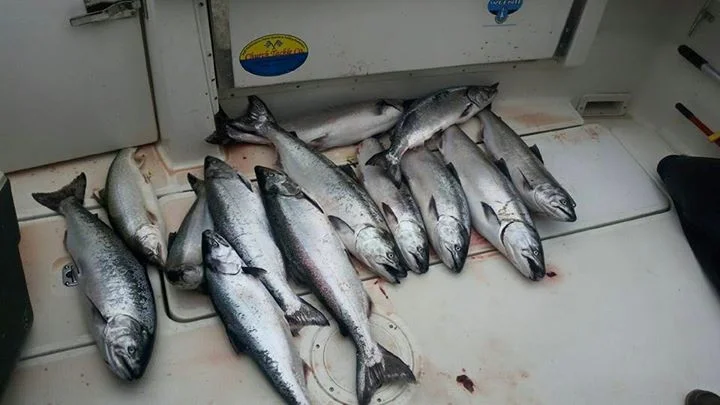 Salmon fishing charters